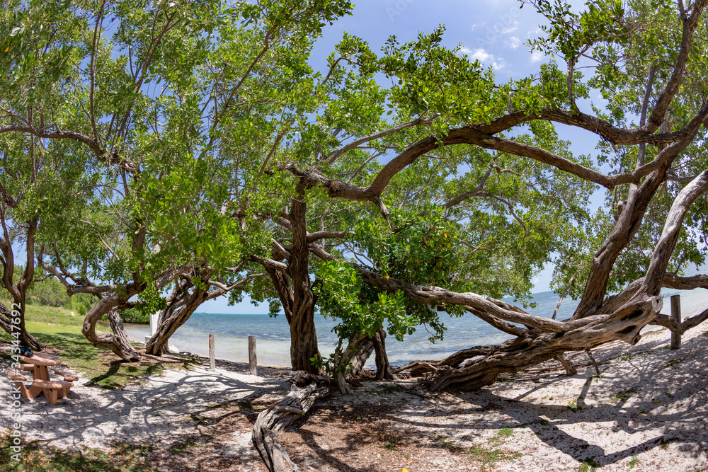empty beach in the Keys near Key West, Florida at Big Pine tree beach