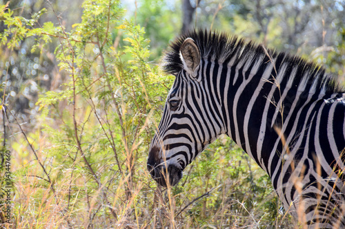Zebra walking through grass  Kruger National Park  South Africa