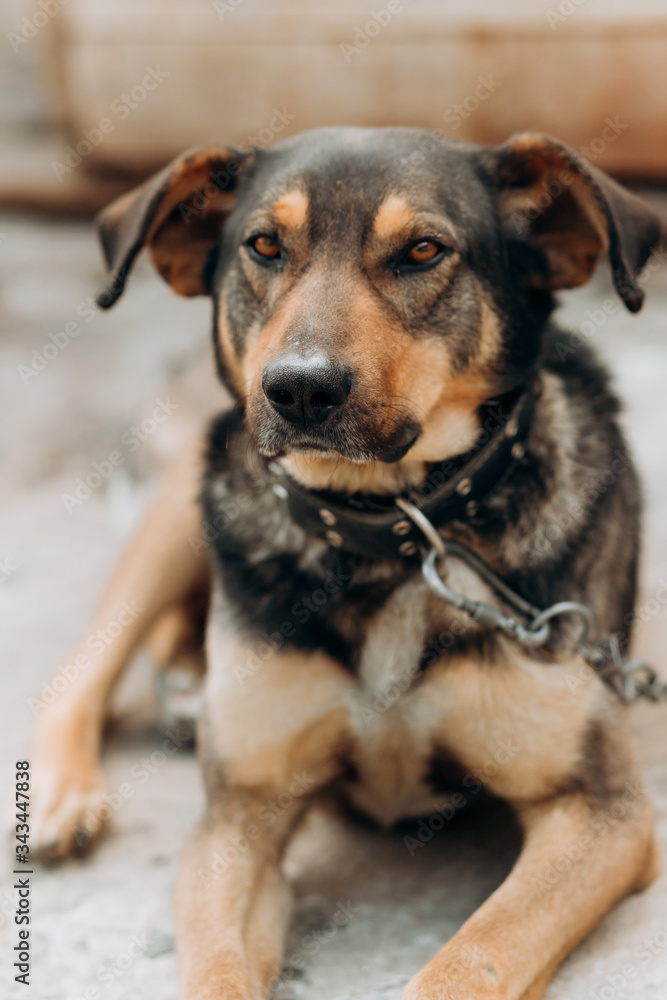 Portrait of a yard dog on a leash