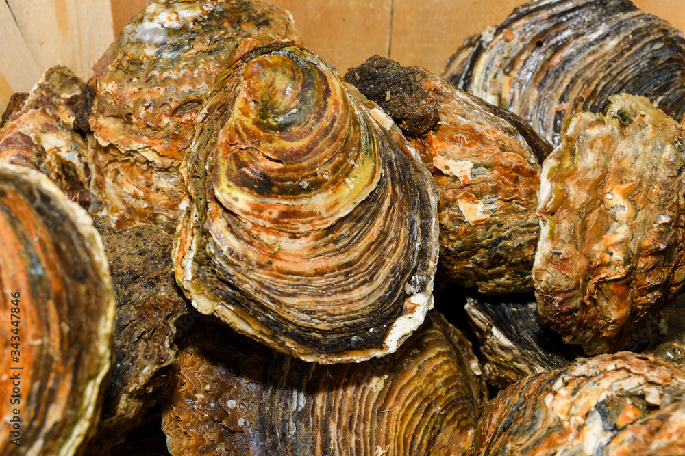 Oyster pile for sale at the market