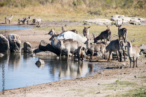 Photography Herd of waterbuck at watering hole, Kruger National Park, South Africa