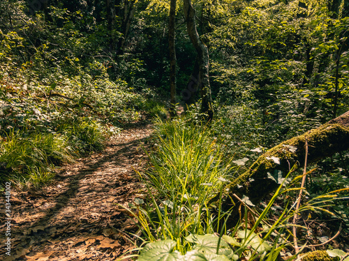 A path in a green deciduous forest winds between trees on a sunny day.