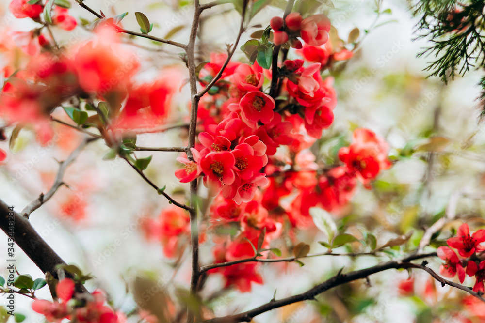 Spring tree,.pink and red blossom closeup