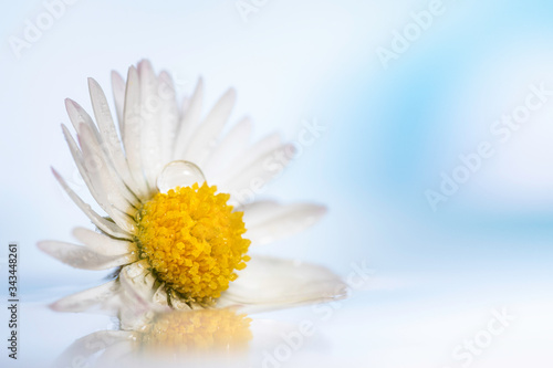 close-up of daisy hanging over liquid with blue sky background. the image recalls poetry and light-heartedness and is also relaxing photo