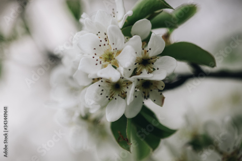 spring, flowering tree, white flowers
