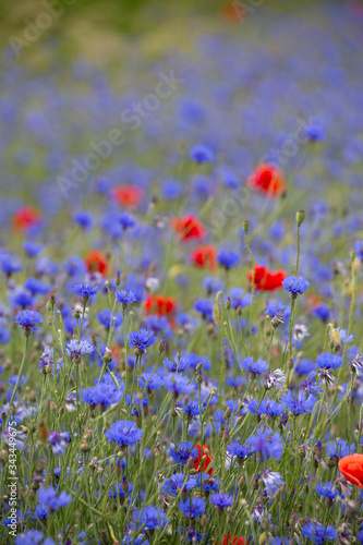 Field With Poppy And Cornflower
