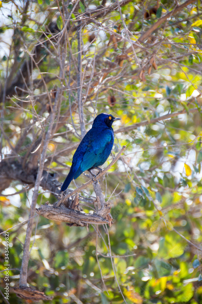 Cape Glossy Starling in tree, Kruger National Park, South Africa