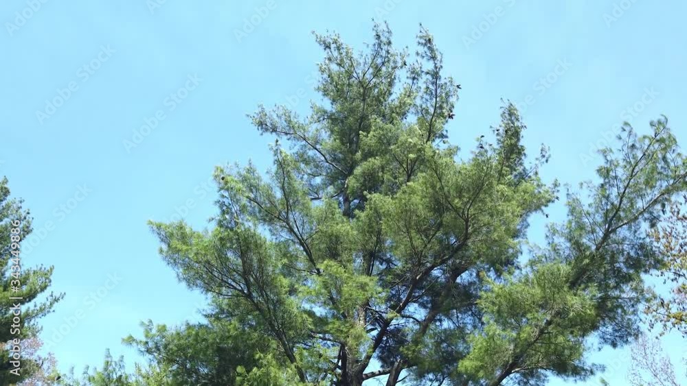 Small Cross Tombstone Tilt down from trees V2 Small Cross Tombstone Tilt down from trees V2