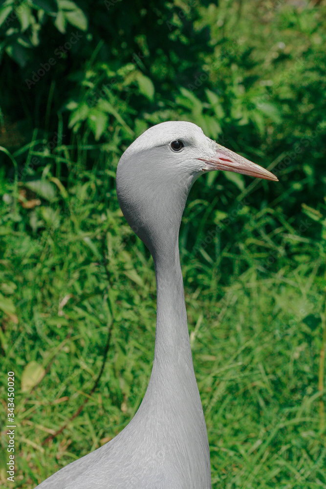 Fototapeta premium great blue heron