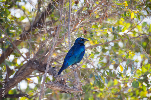 Cape Glossy Starling in tree, Kruger National Park, South Africa © Danielle