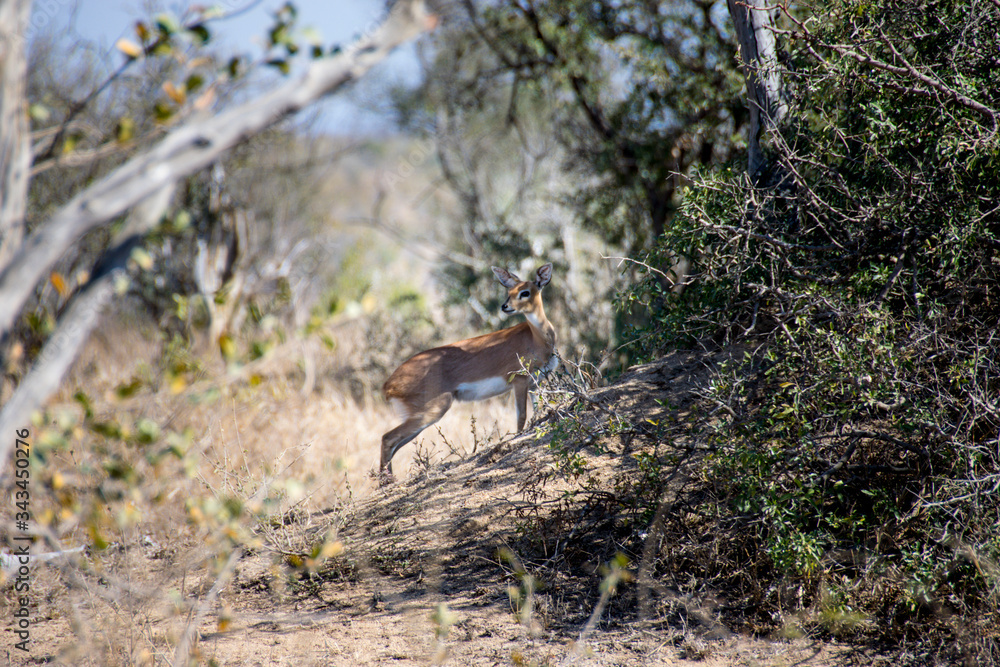 Lone Steenbok on sand mound, Kruger National Park, South Africa Lone Steenbok on sand mound, Kruger National Park, South Africa