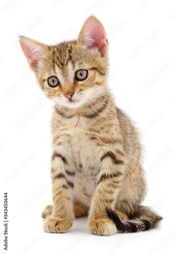 Kitten on white background.