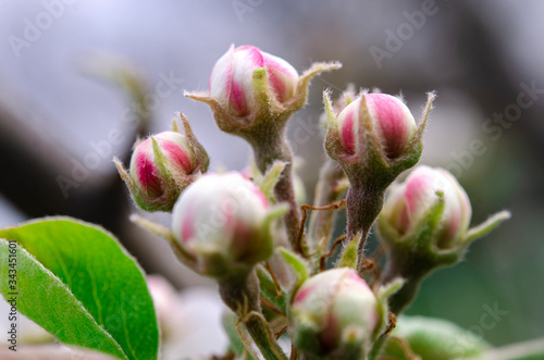 White-pink pear flower buds in the orchard