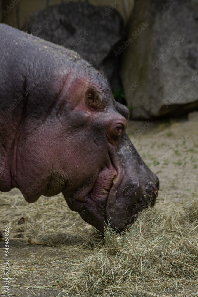 hippopotamus in the zoo