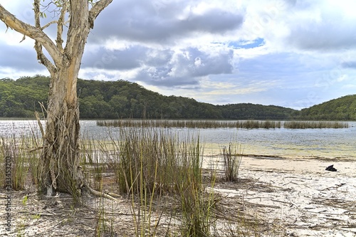 Tree at Lake Birrabeen on Frazer Island