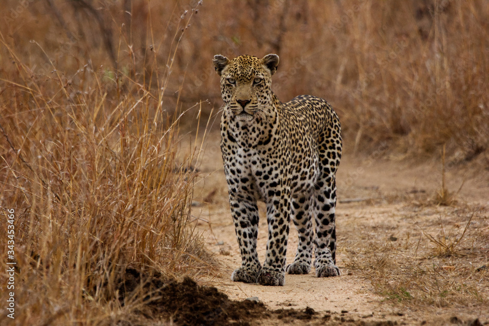 Naklejka premium Leopard in focus