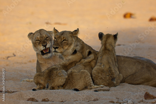 Lion family cuddling