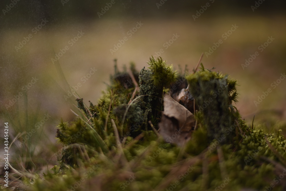 grass in the woods