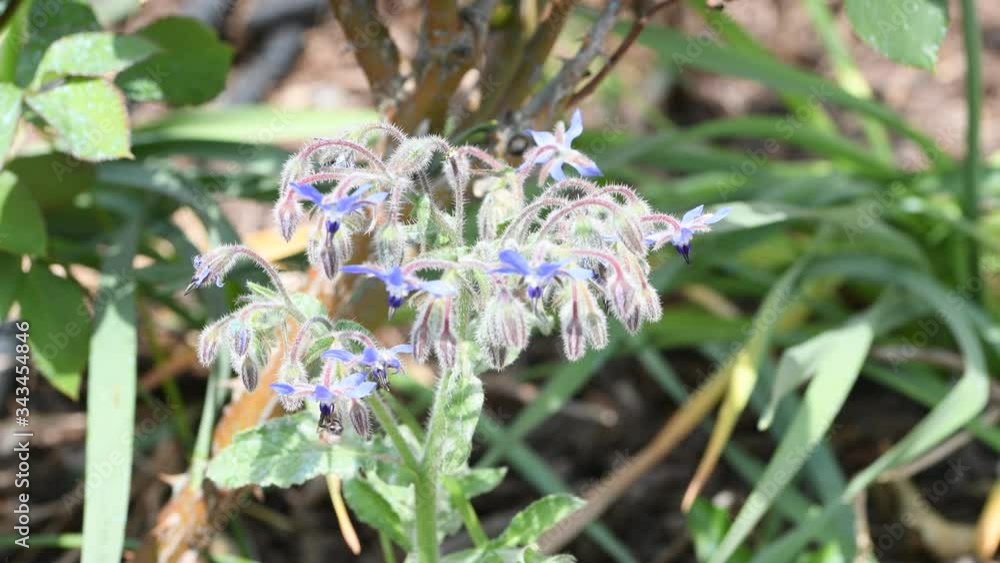 Borage in bloom in the garden and bees Borage in bloom in the garden and bees