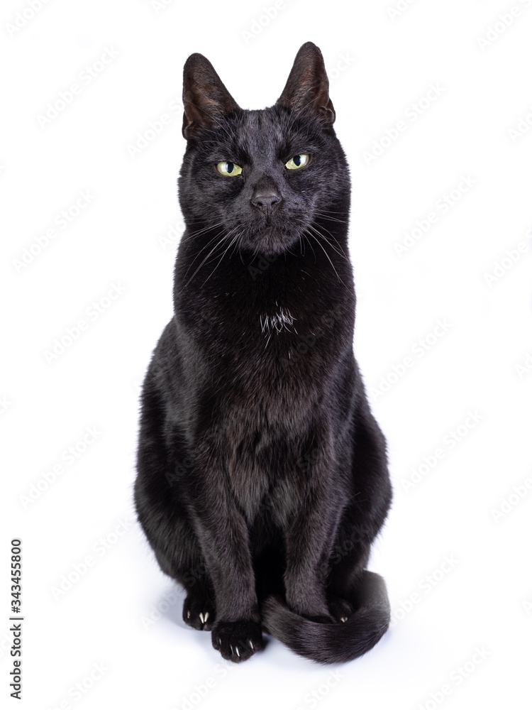 Black cat facing front and looking with yellow frowned eyes into the camera. Isolated on a white background. Black cat facing front and looking with yellow frowned eyes into the camera. Isolated on a white background.