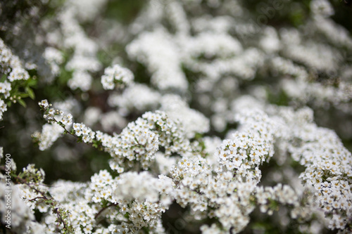 White Spiraea (meadowsweet) flowers