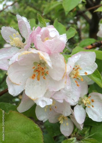The flowers of the apple tree are white and pale pink with raindrops  garden fruit trees bloomed in early spring for design 