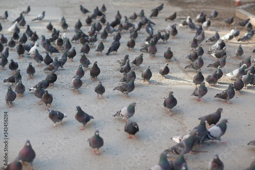 Lot of pigeons on the pavement