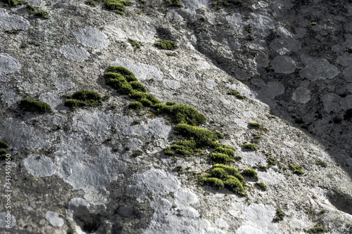 Moss on the stone