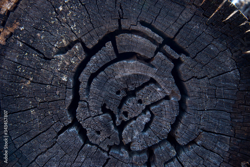 Old felled tree trunk in the forest in spring. Texture of an old rotten stump of a felled tree. Old wooden surface of an oak cut. Detailed warm dark brown tones of a felled tree trunk or stump.