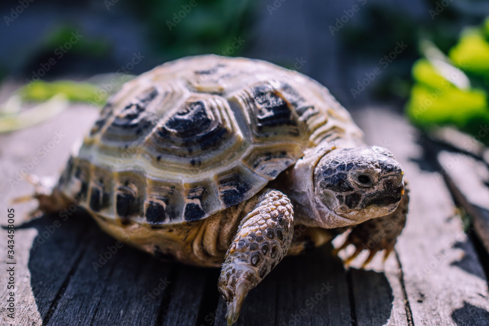 Obraz premium turtle on the ground