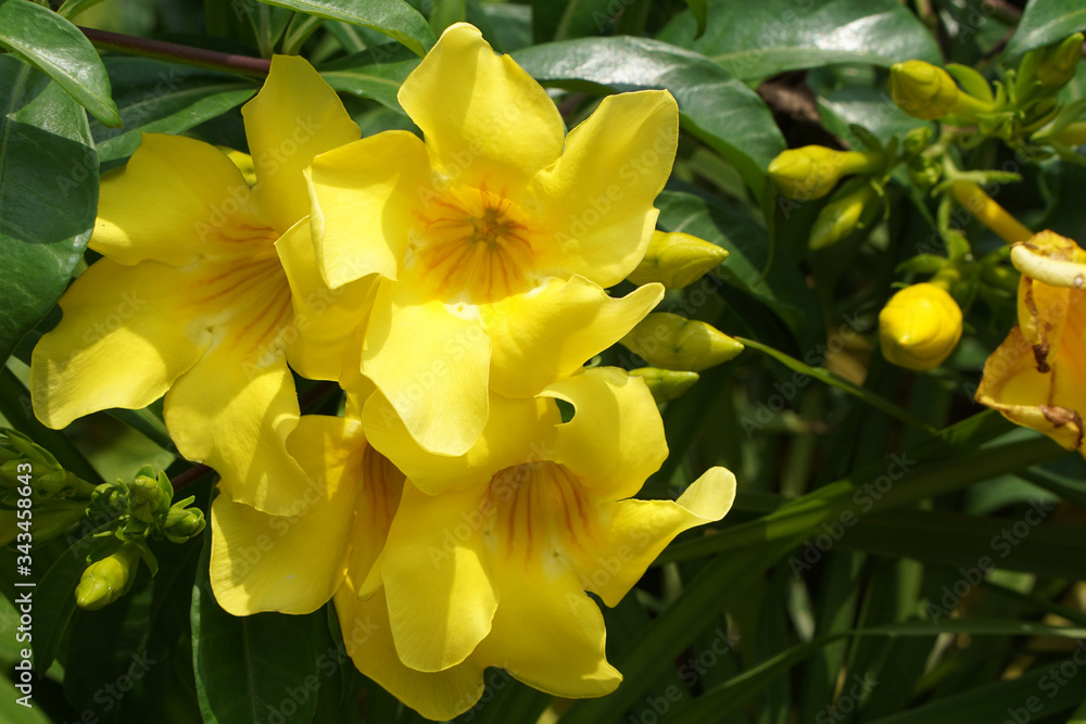 Fototapeta premium close up of Allamanda schottii, bush allamanda flowers