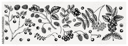 Summer berries collection. Hand drawn berry illustrations. Fresh fruits:  cranberry,  blackberry, cowberry, bilberry, raspberry, blueberry hand drawings. 