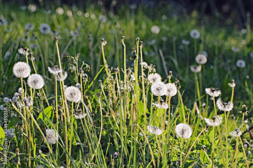 Obraz premium Pusteblumen-Feld
