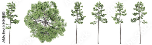 Set or collection of green pine trees isolated on white background. Concept or conceptual 3d illustration for nature, ecology and conservation, strength and endurance, force and life