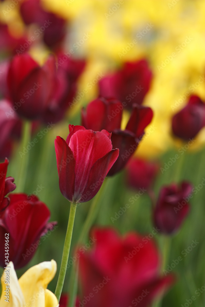 red tulips grow in a city garden among yellow tulips