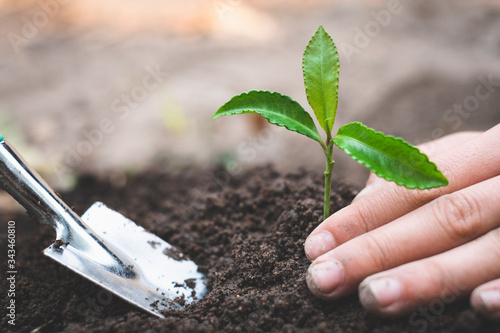 Hands are being planted and cared for. Seedlings will be strong trees. The concept of World Environment Day, take care of seedlings to grow, save the world, plant trees to reduce global warming.