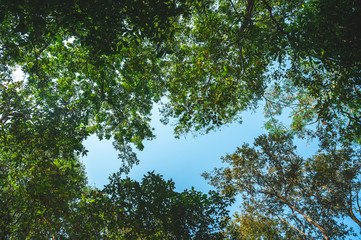 earth day concept, tropical forest and natural resource