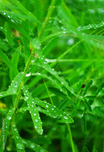 Eco nature background with grass, sun and water drops - defocused bokeh.