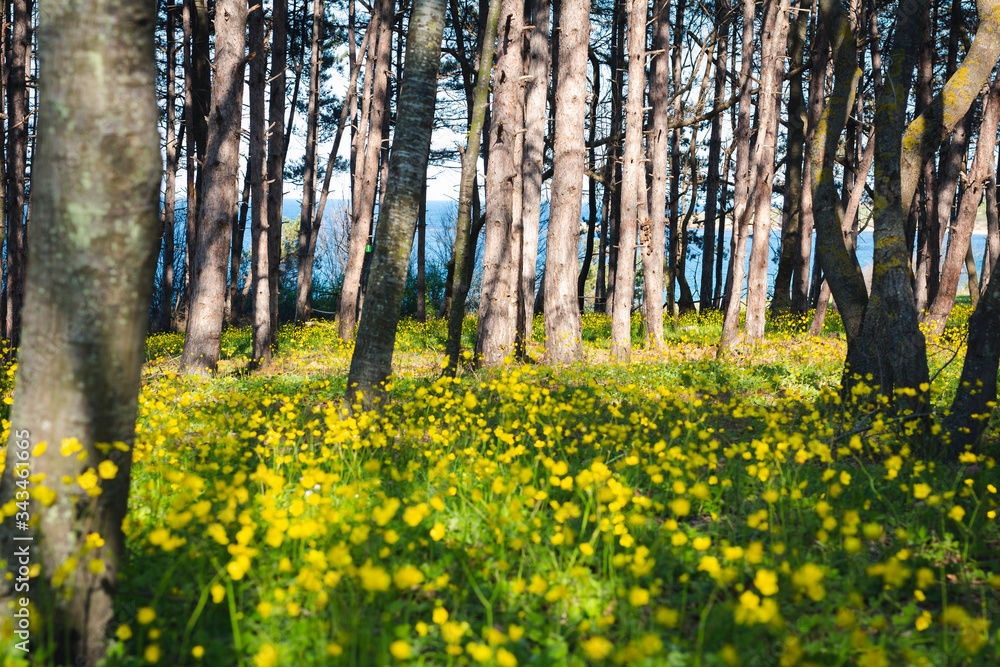 Obraz premium yellow flowers in spring time in the forest