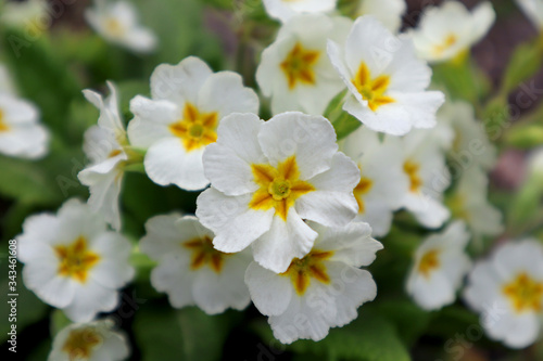 White primrose flower in the garden
