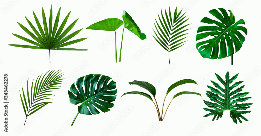 set of green monstera palm and tropical plant leaf on white background ...