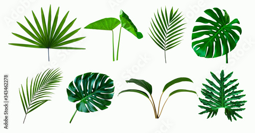 set of green monstera palm and tropical plant leaf on  white background for design elements, Flat lay