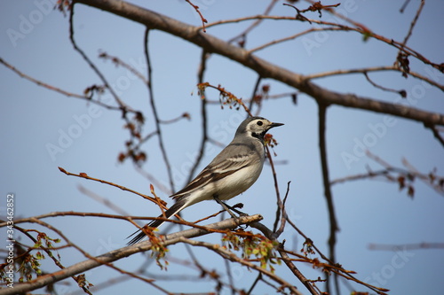 gray songbird on a branch in spring
