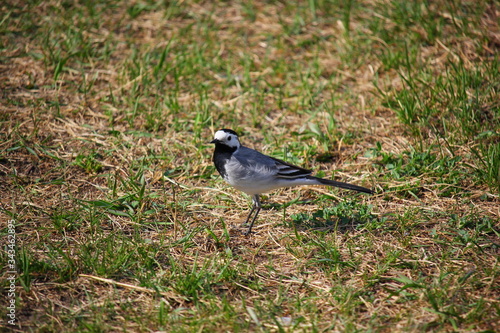 gray songbird on grass in spring