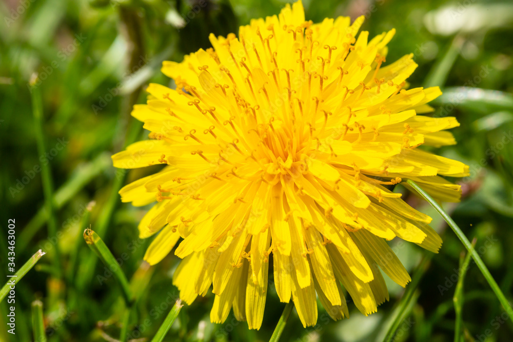 Dandelion Dandelion