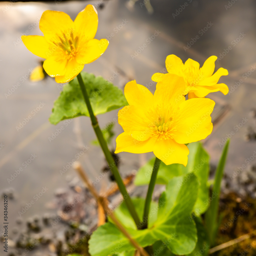 yellow dot flower yellow dot flower