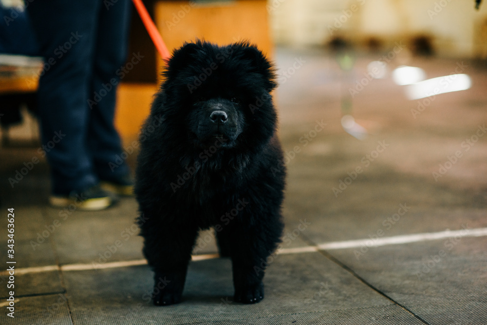 Fototapeta premium dog walking on the street