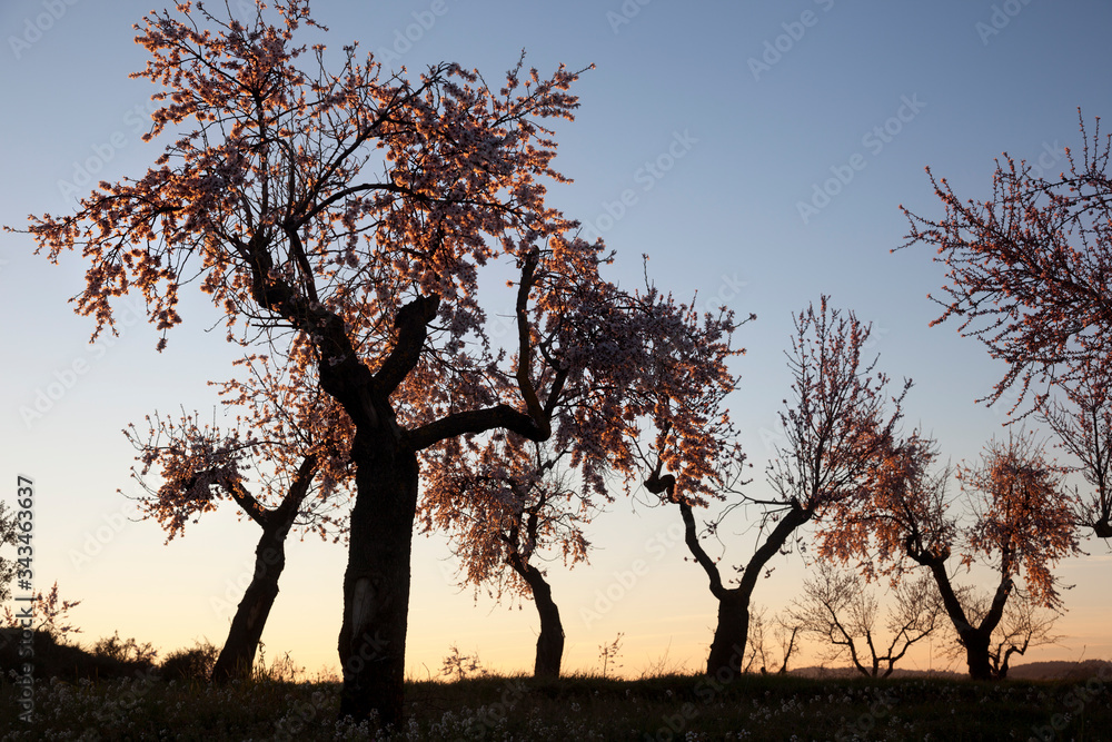 Sunset with Almonds blossom