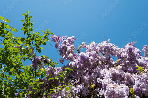 glycine en pleine floraison à coté d'un arbres feuillus photo