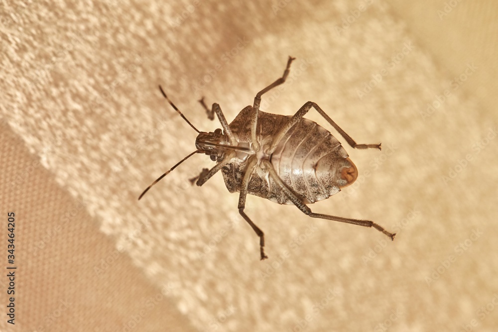 Stink bug crawling on a window, viewed from under Stink bug crawling on a window, viewed from under